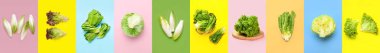 Collage of healthy leaf salads on color background