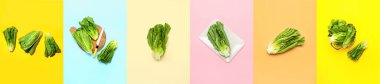 Collage of fresh romaine lettuce on color background