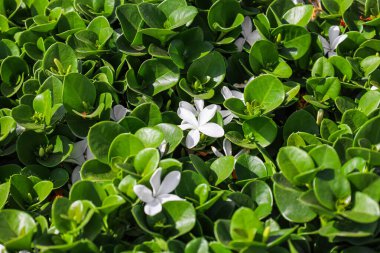 White flowers with green leaves, closeup