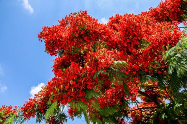 Tree with bright red flowers against sky background, closeup