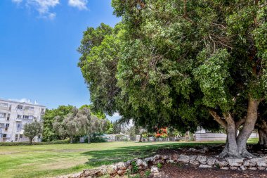 View of city park with big tree