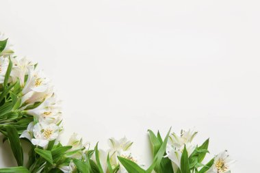 Composition with delicate alstroemeria flowers on white background