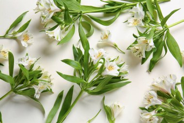 Branches of beautiful alstroemeria flowers on white background