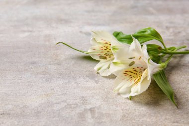 White alstroemeria flowers on grunge background