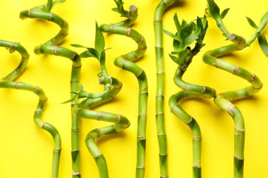 Bamboo stems with leaves on yellow background, closeup