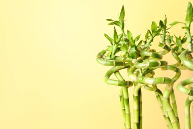 Bamboo stems on yellow background