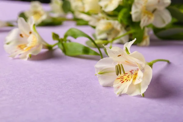 White Alstroemeria Flowers Lilac Background Closeup — Stock Photo, Image