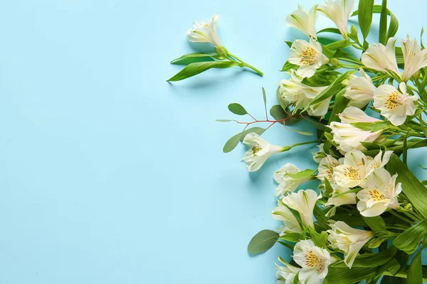 Beautiful White Alstroemeria Flowers Color Background — Stock Photo, Image