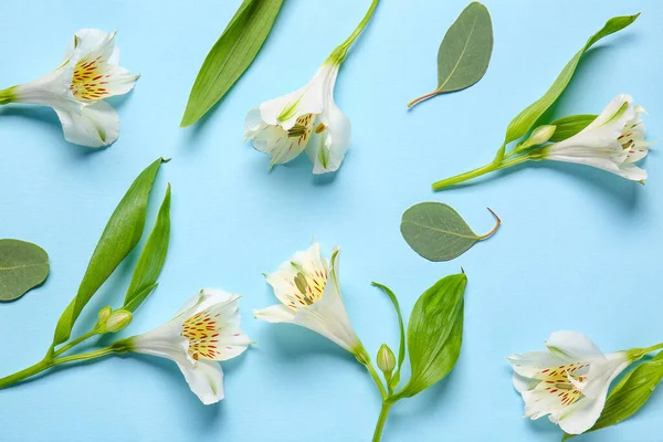 Composition White Alstroemeria Flowers Eucalyptus Leaves Color Background — Stock Photo, Image