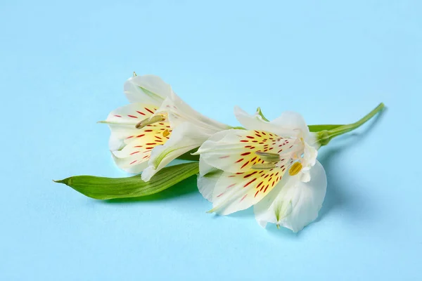 Delicate Alstroemeria Flowers Color Background — Stock Photo, Image