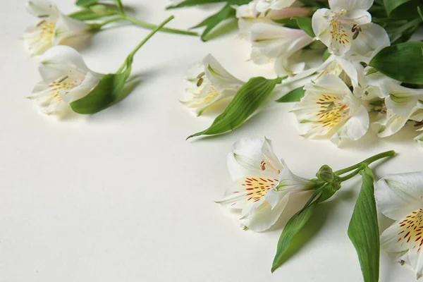 White Alstroemeria Flowers White Background Closeup — Stock Photo, Image