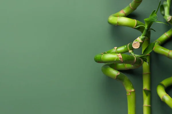 Bamboo Stems Green Background Closeup — Stock Photo, Image