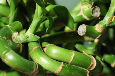 Green bamboo branches as background, closeup