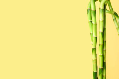 Bamboo stems on yellow background