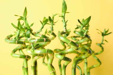 Bamboo stems on yellow background, closeup