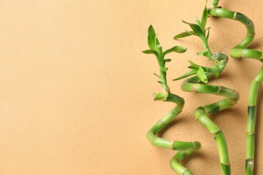 Bamboo stems on beige background, closeup