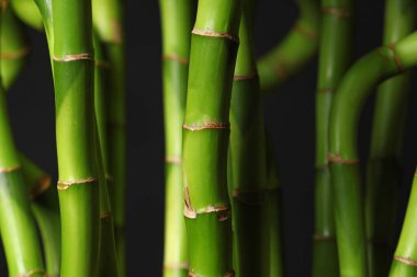 Fresh bamboo stems on dark background, closeup