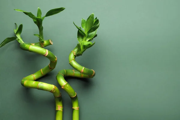 Bamboo Stems Leaves Green Background Closeup — Fotografia de Stock