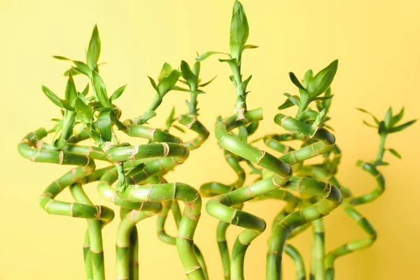 Bamboo stems on yellow background, closeup