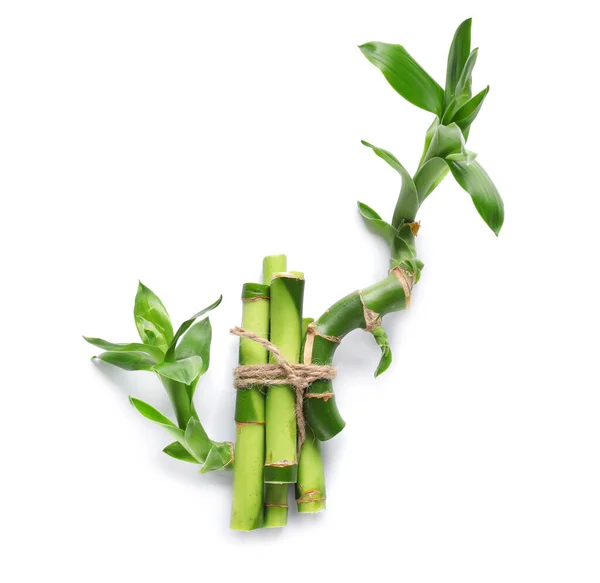 Fresh Bamboo Stems White Background — Fotografia de Stock
