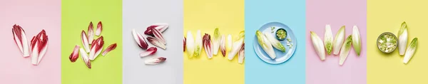 Collage Fresh Chicory Salads Color Background — 스톡 사진