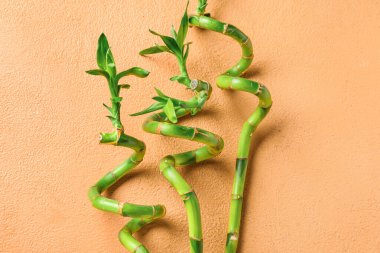 Bamboo stems on beige background, closeup