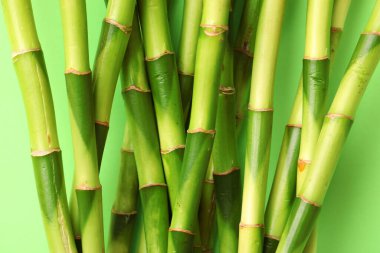 Green bamboo stems on color background, closeup