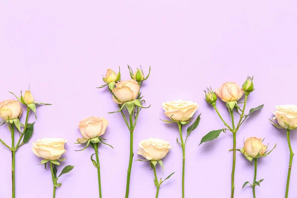 Beautiful Rose Flowers Lilac Background — Stock Photo, Image