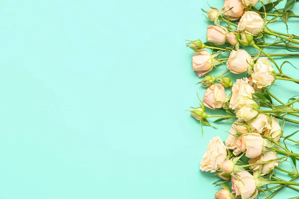 Beautiful Rose Flowers Turquoise Background — Stock Photo, Image