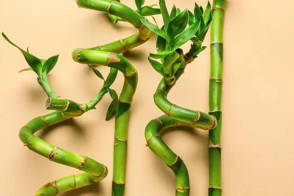 Bamboo Stems Light Beige Background Closeup — Fotografia de Stock