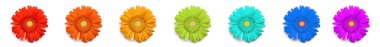 Set of colorful gerbera flowers isolated on white, top view