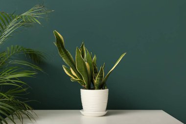 Snake plant in pot on table near green wall