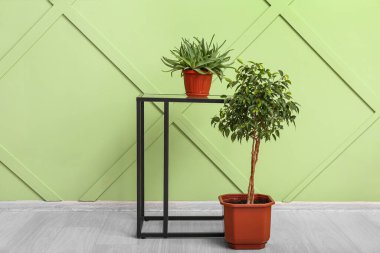 Potted aloe vera and ficus tree near green wall