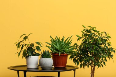 Table with potted houseplants near yellow wall
