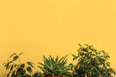 Green houseplants near yellow wall