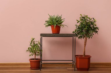 Table with potted houseplants near pink wall