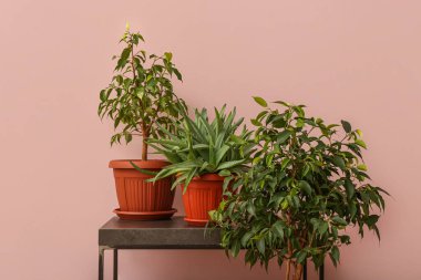 Potted houseplants on table near pink wall