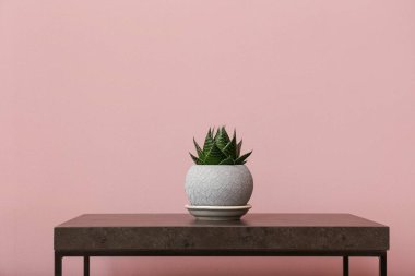 Potted aristaloe on table near pink wall