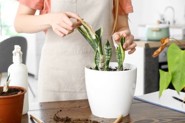 Woman with wilted houseplant at home, closeup