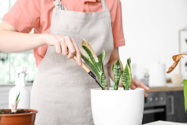 Woman with shovel and wilted houseplant at home