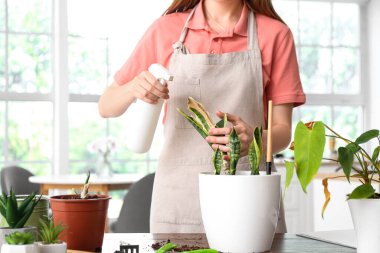 Woman spraying water onto wilted houseplant at home