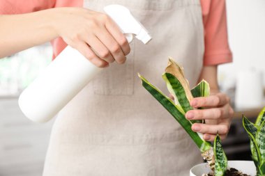 Woman spraying water onto wilted houseplant at home, closeup