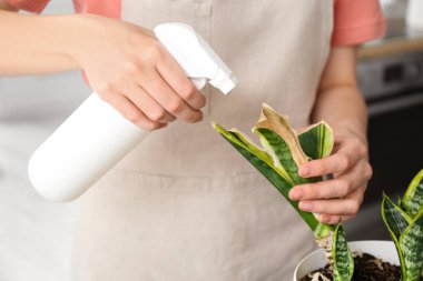 Woman spraying water onto wilted houseplant at home, closeup