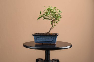 Table with Bonsai tree on beige background