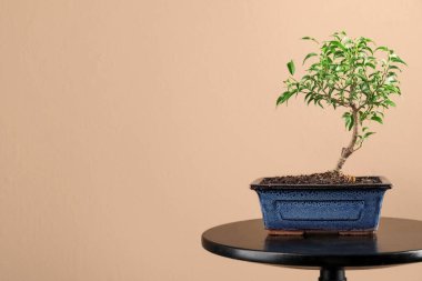 Table with Bonsai tree on beige background