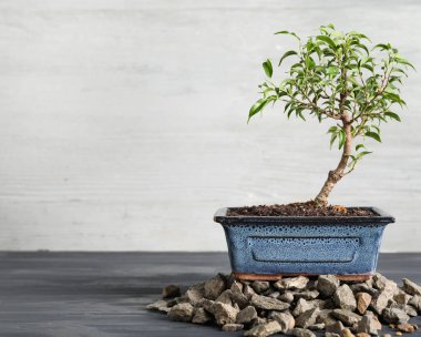 Bonsai tree with rocks on color wooden background