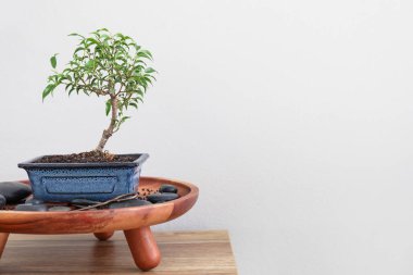 Stand with Bonsai tree, spa stones and soil on table near light wall