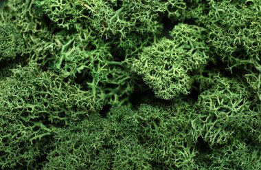 Green moss as background, closeup