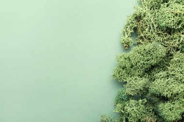 Green moss on color background, top view