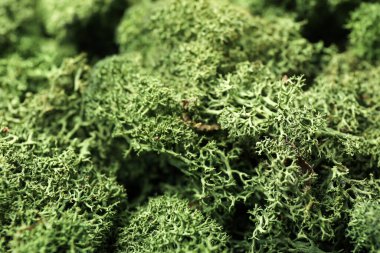 Green moss as background, closeup